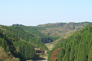 内地産のムクの檜は構造材に適した材木!